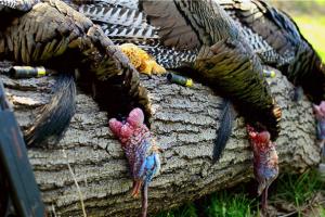 Braggin' Board Photo: 3 Turkeys, 1 Hunt