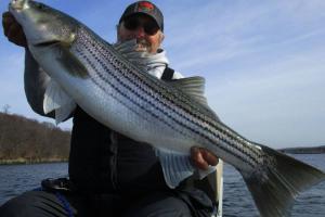 Braggin' Board Photo: Big Striper Bass