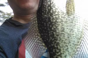 Braggin' Board Photo: LFA Crappie