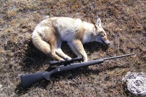 Braggin' Board Photo: Coyote hunt