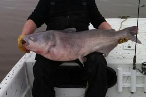 Braggin' Board Photo: 51 lb Catfish