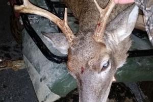 Braggin' Board Photo: 6 point Whitetail