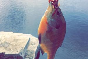 Braggin' Board Photo: Hungry Sunfish