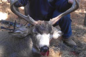 Braggin' Board Photo: 2013 Mule Deer