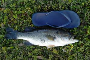 Braggin' Board Photo: Caught this bass on spinner jig