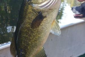 Braggin' Board Photo: River Fishing Florida