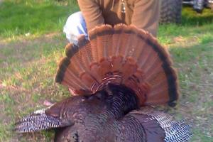 Braggin' Board Photo: My Biggest turkey