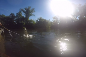 Braggin' Board Photo: Smallmouth Hitting the bait