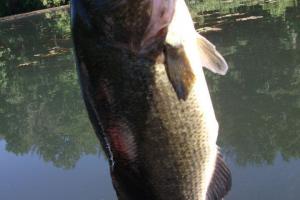 Braggin' Board Photo: Nice Big Bucket Mouth