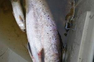 Braggin' Board Photo: Texas City Dike trout