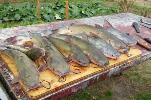 Braggin' Board Photo: Cold Water Catfish