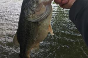 Braggin' Board Photo: 6.5 lb Missouri catch