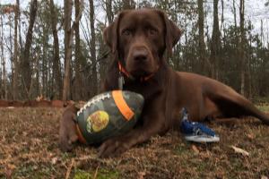 Braggin' Board Photo: My Dog's Super Bowl Ad