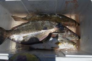 Braggin' Board Photo: Rollover pass trout
