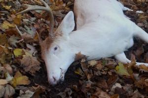 Braggin' Board Photo: Albino Buck 20131110 083134