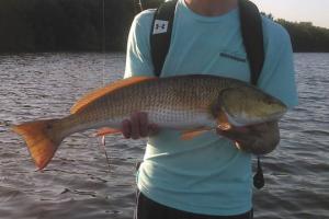 Braggin' Board Photo: Florida Redfish