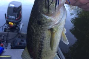 Braggin' Board Photo: Bass fishing in Arkansas