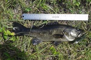 Braggin' Board Photo: Caught this bass on a ZOOM Horny Toad