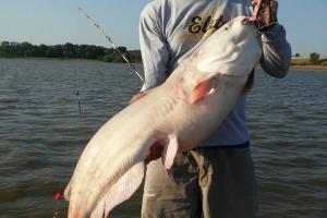 Braggin' Board Photo: Big Blue Catfish From Truman Lake