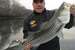 Braggin' Board Photo: Stripe Bass - winter