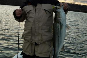 Braggin' Board Photo: Connecticut Striper Bass