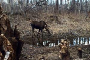 Braggin' Board Photo: Moose in my yard
