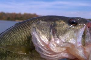 Braggin' Board Photo: large mouth bank fishing jerry