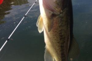 Braggin' Board Photo: Good day fishing