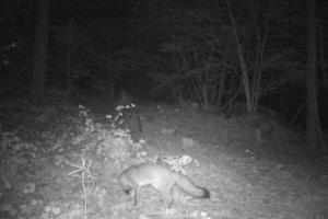 Braggin' Board Photo: Fox Snooping Around at night