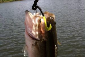 Braggin' Board Photo: 2 bass 1 hook