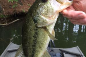 Braggin' Board Photo: Arkansas Bass