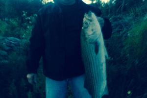 Braggin' Board Photo: Nice Striper Bass