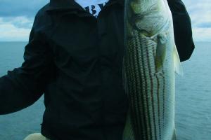 Braggin' Board Photo: Nice Fall Striper Bass