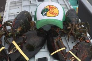Braggin' Board Photo: Lobster Fishing!!