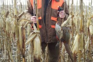 Braggin' Board Photo: Day of pheasant hunting