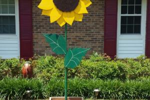 Braggin' Board Photo: Sunflower that never dies