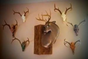 Braggin' Board Photo: Larry and Denise Sweeney's Trophies