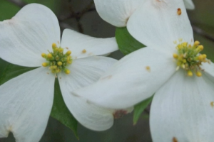 Braggin' Board Photo: White Dogwood Bloom