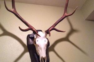 Braggin' Board Photo: My elk mount In european design