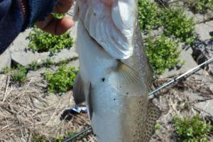 Braggin' Board Photo: speckled trout