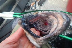 Braggin' Board Photo: fish swallowed the hook
