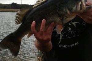 Braggin' Board Photo: Fishing in 2015 - nice bass