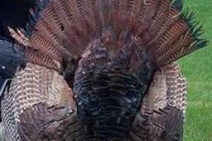 Braggin' Board Photo: Prized Turkey Tail Fan