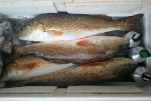 Braggin' Board Photo: Redfish limit in Texas