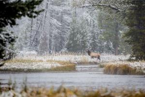 Braggin' Board Photo: elk crossing WY