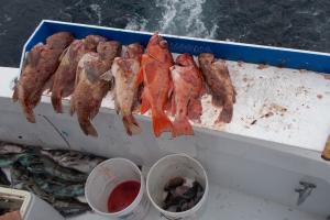 Braggin' Board Photo: Brown and Vermillion Rockfish