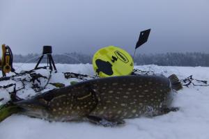 Braggin' Board Photo: Iced Pike On a Frabill Pro Thermal Tip Up