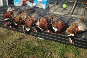 Braggin' Board Photo: Successful Pheasant Hunt!