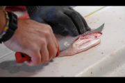 1Source Video: Fillet Fish Any Size With XPS Professional Grade Fillet Kit
