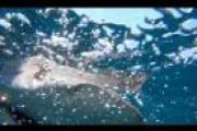 1Source Video: Fish Bytes: NJ SHARK ADVENTURES